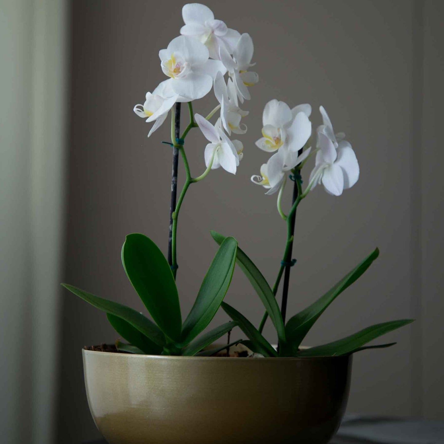 Mena Flower Pot
