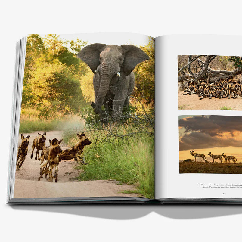 Libro Londolozi